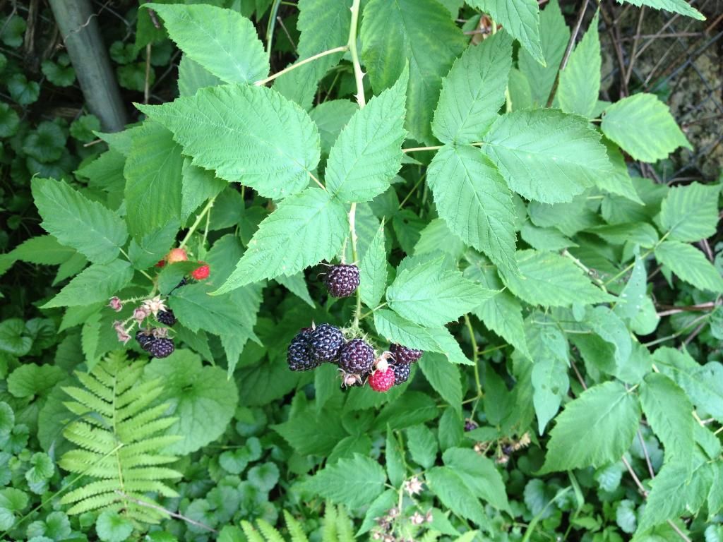 raspberries 2 photo IMG_0035.jpg